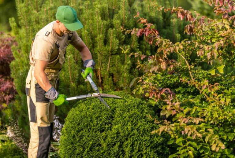 professional hedge trimming