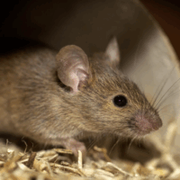 Hiring a Rat Exterminator in Sydney: What to Expect
