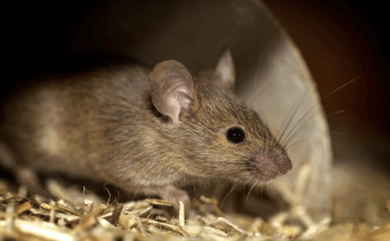 Hiring a Rat Exterminator in Sydney: What to Expect