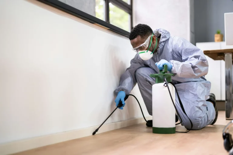 How Termite Removal Services Work in Sydney Homes
