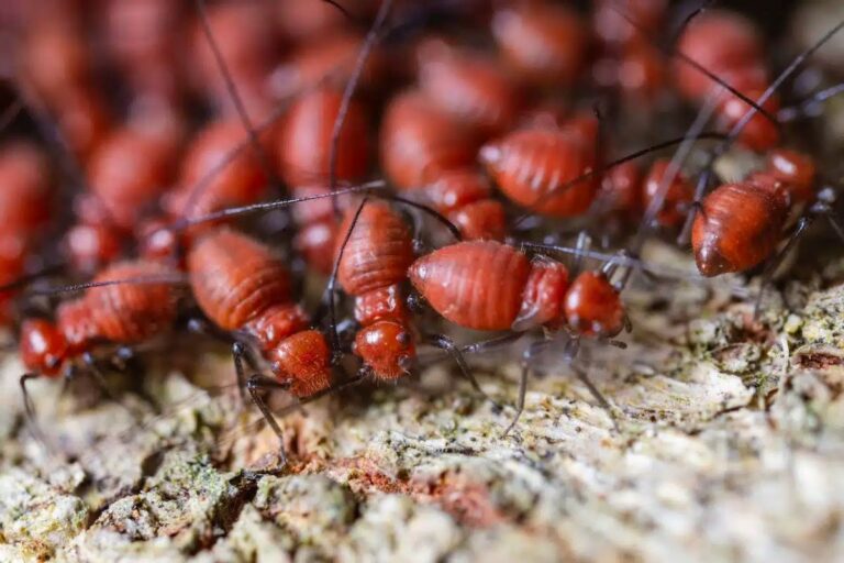 pest control Croydon