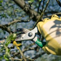 Tree Pruning Cost in Sydney: A Breakdown by Tree Size, Height and Access