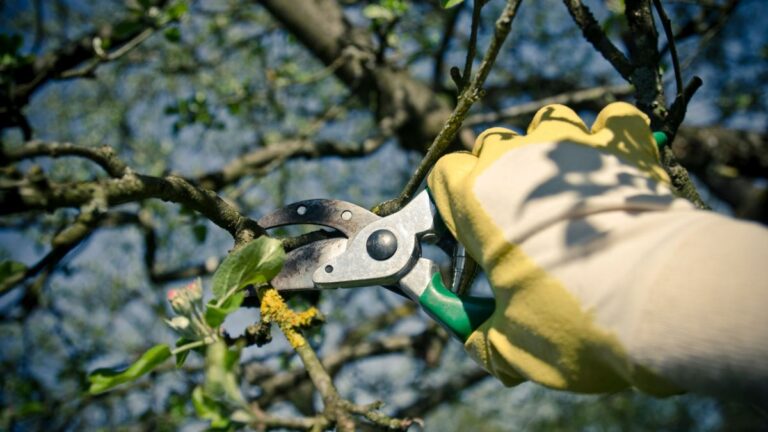 Tree Pruning Cost