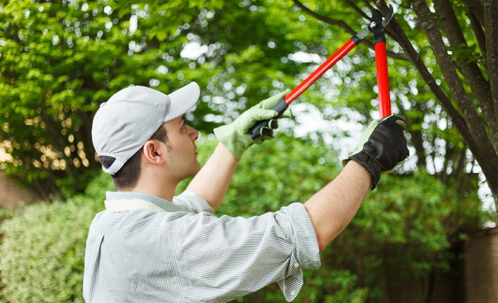 Tree Pruning Cost